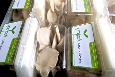 Voges Gropak im Time Magazine